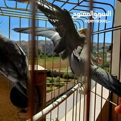  13 عصافير كوكتيل للبيع حبات جامبو ونضيفه