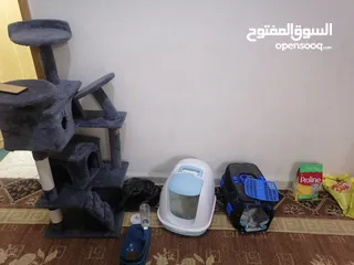  5 قط سكوتش فولد ذكر ماخذ جميع المطاعيم