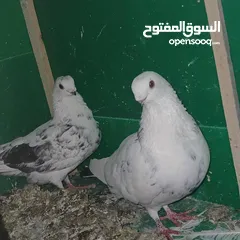  2 اربع جواز حمام حلوات ماركا الجنوبية