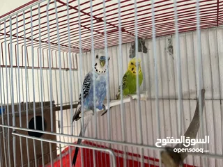  3 عصافير حب ً