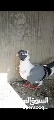  2 فرخيين اسطنابله للبيع