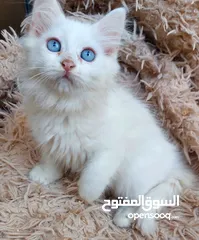  3 قطة انثى  مكس شيرازي  شهرين