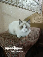  4 قط هملايا أليف جدا