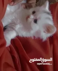  1 قطط شيرازيه للبيع