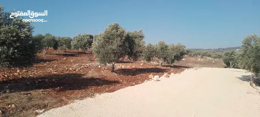  1 ارض للبيع في عربونه