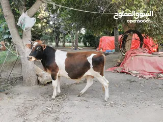  2 عجل نمساوي خالص للبيع عمرة سنتين تقريبا هادي جدا وحجمة كبير