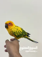  1 ببغاء اليف ويحب يلعب