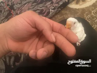  3 بركديلو روز  ابينو عين حمراه  عشاق طرويض