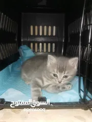  4 قطة شانشيلا صغارها عدد 3