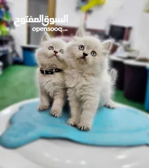  2 همالايا اقرا الوصف