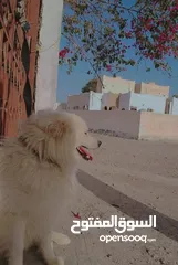  1 كلب نضيف جيد جداً.  للبيع