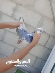  1 حمام للبيع