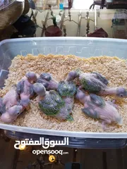  10 يتوفر ببغاء اليف زق يدوي  لوري اليف قرين شيك الي كوكتيل اليف  دره اليف  روز اليف  فشر اليف  حب اليف