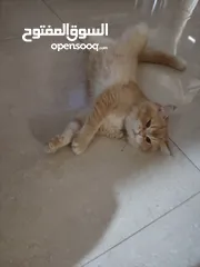  4 قط سكوتش (ذكر) للبيع
