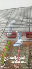  2 للبدل او للبيع ذكر رينبو و 4 مخاليف تركيبات