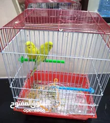  1 bird for sale