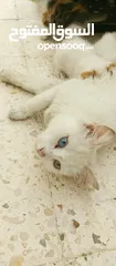  1 قطط نوع شيرازي للبيع