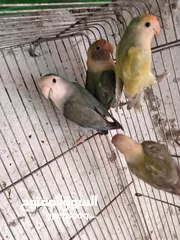  20 طور روز  ألوان بتجنن الله يبارك لصاحب النصيب. روز البينو عين حمرا. البينو بيور من انناحي
