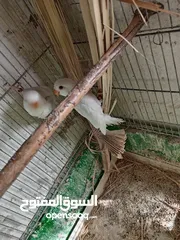  24 بعد الصلاه ع النبي يوجد مجموعة طيور روز البينو وألوان  طفرات بتجنن طيور حلوه اقرأ التفاصيل في الوصف