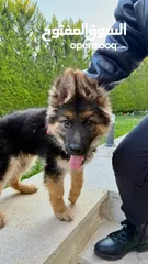  1 جيرمن شيبرد بيور لونج هير GERMAN SHEPHERD PURE