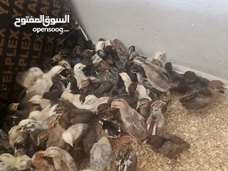  1 بسم الله الرحمن الرحيم  صوص بلدي ولهومان عدد 110 أخذ جميع المطاعيم صحه ونظافة العمر 21 يوم
