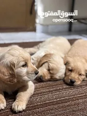  5 كلاب golden retriever