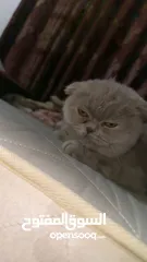  3 مطلوب ذكر سكوت فولد ستريت  للتزاوح بدون مقابل مادي