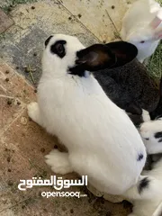  27 أرانب بصحة فوق الممتازه و مأكل ومشرب من افضل ما يكون مختلفة الأنواع و الأحجام والأعمار للبيع حصرا