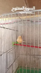  4 عصفير كناري