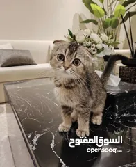  1 كتن سكوتش فولد انثى عمرها 3 اشهر مطعمة