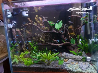  3 تفاصيل كامله لسمك