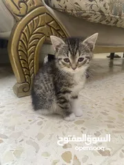  8 قطط للتبني كيتن