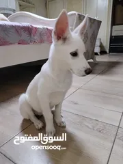  4 female White husky 3 months old