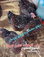  7 بيض مخصب و صيصان لسلالات دجاج نادره على مستوى العالم
