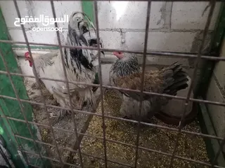  3 دجاج جاج براهمي وباكستاني