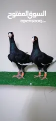  2 اجواز مسويد