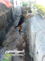  1 كلبي جيرمن شيبرد أو نثي روت سعره مغري