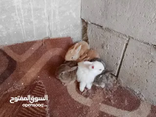  13 متاح ارانب كيوت وجميلين صحه ممتازه جدا تربيه منزل بياكلوا وبيشربوا  توصيل للمناطق المجاوره فقط