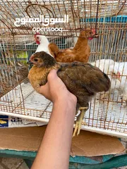  4 للبيع دجاج كوشن العملاق