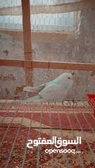  2 جوز عصافير حب