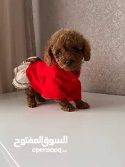  5 PURE BREED RED TOY POODLE PUPPIES AVAILABLE