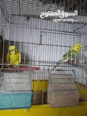  1 جواز حب هوقو رومو وبلدي