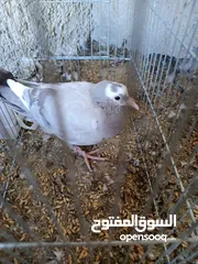  5 حمام للبيع