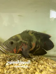  16 اسماك زينة ومفترسة باشكال واحجام ولا اجمل