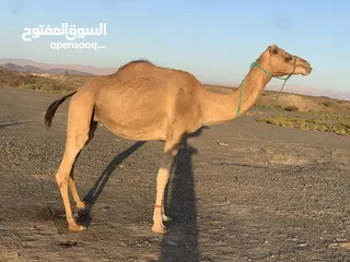  5 ناقه للبيع