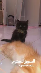  2 قطط للبيع شيرازي