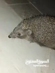  1 قنافذ للبيع