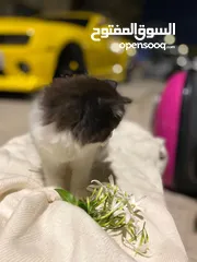  3 سكوتش مكس راقدول مهجنيين باي كلار