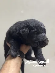  6 جيرمن بلاك جاك اصل لونج هير