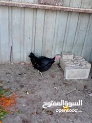  1 جوز حبش ما شاء الله صحه ونضافة
